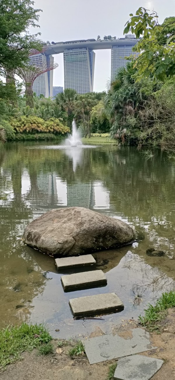 Water Lily Pond