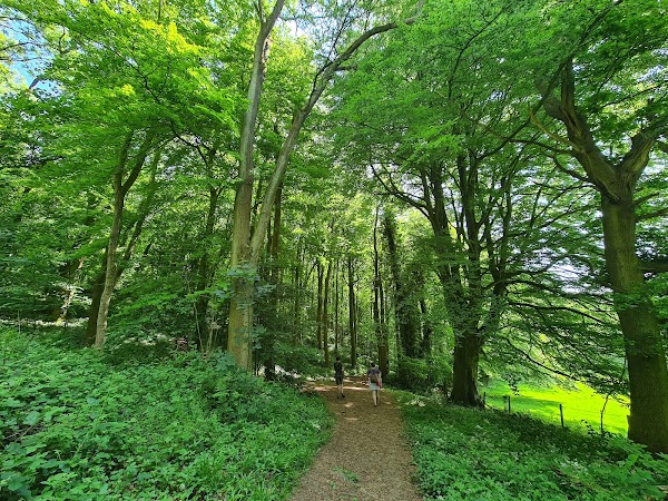 Standish Woods 1