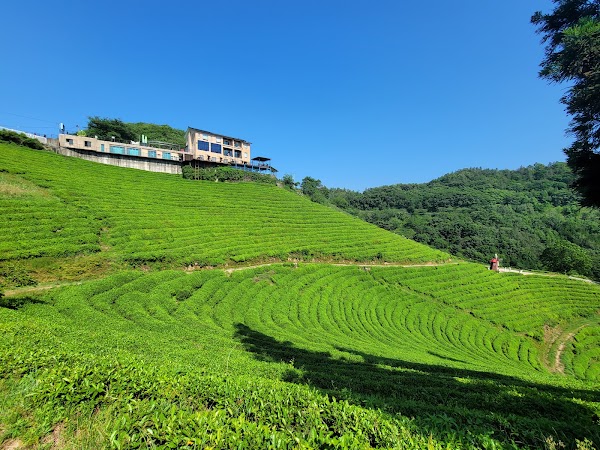 Tea Plantation