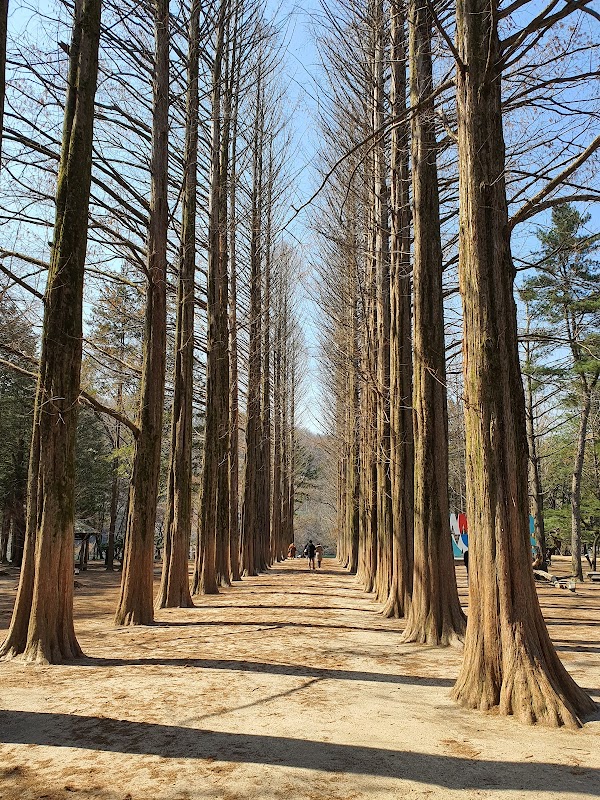 Nami Island 5