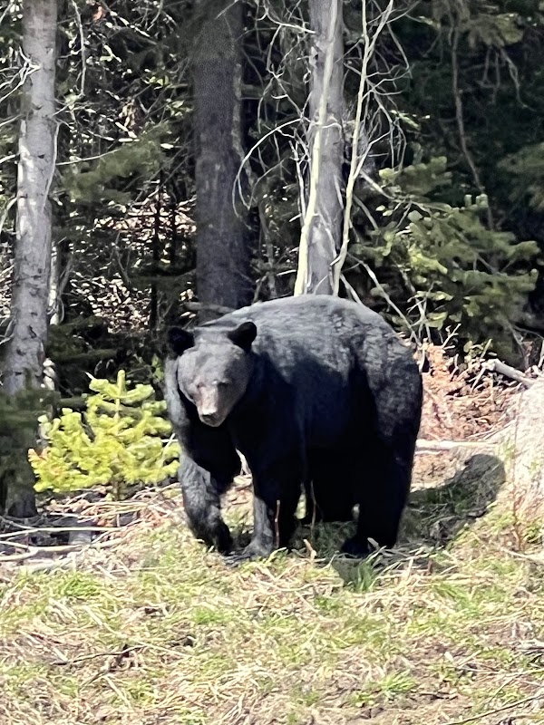 Stewart-Cassiar Highway