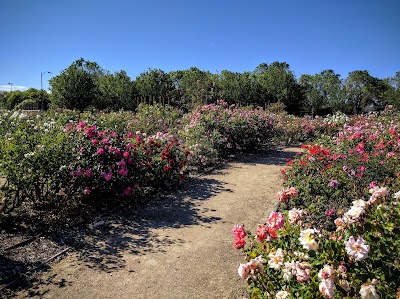 Guadalupe Gardens Heritage Rose Garden 1