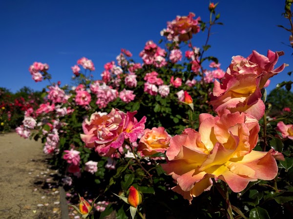 Guadalupe Gardens Heritage Rose Garden 4