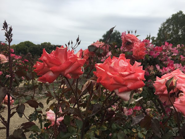 Guadalupe Gardens Heritage Rose Garden 3