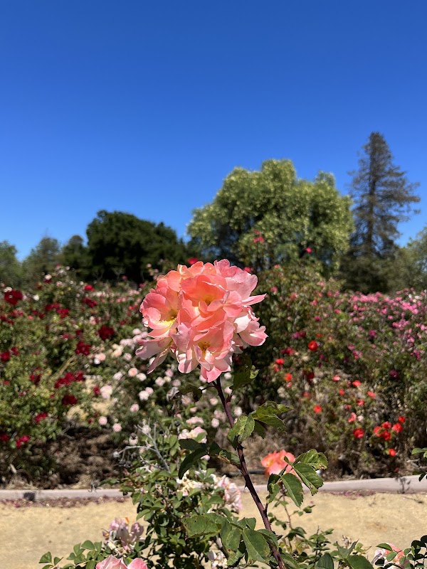 Guadalupe Gardens Heritage Rose Garden 2