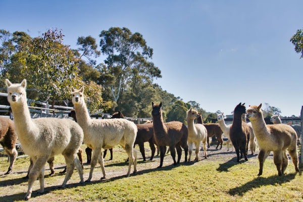 Iris Lodge Alpacas
