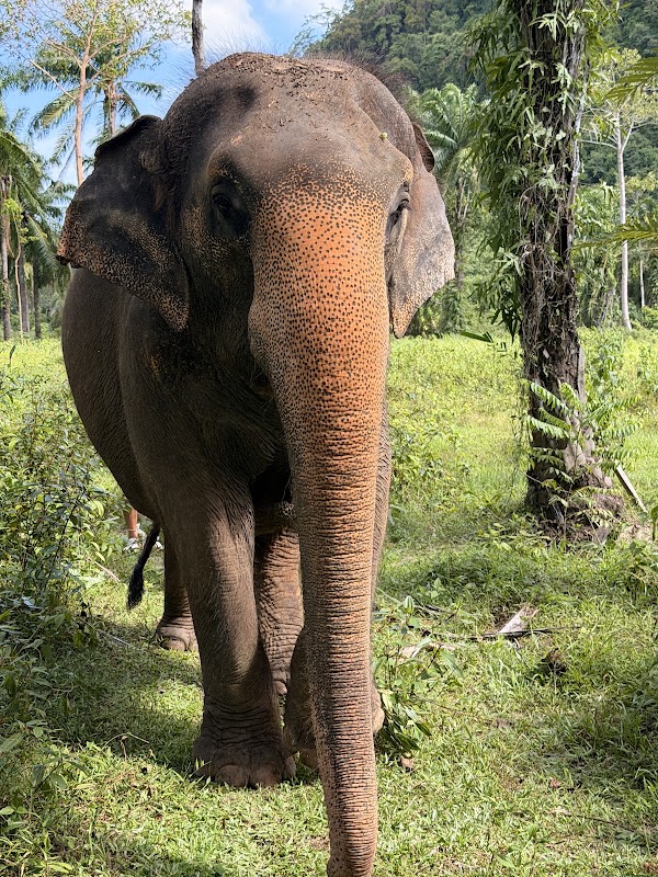 The Elephant Sanctuary Krabi Thailand