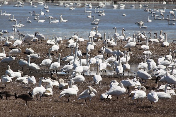 Aylmer Wildlife Management Area 🦢 1