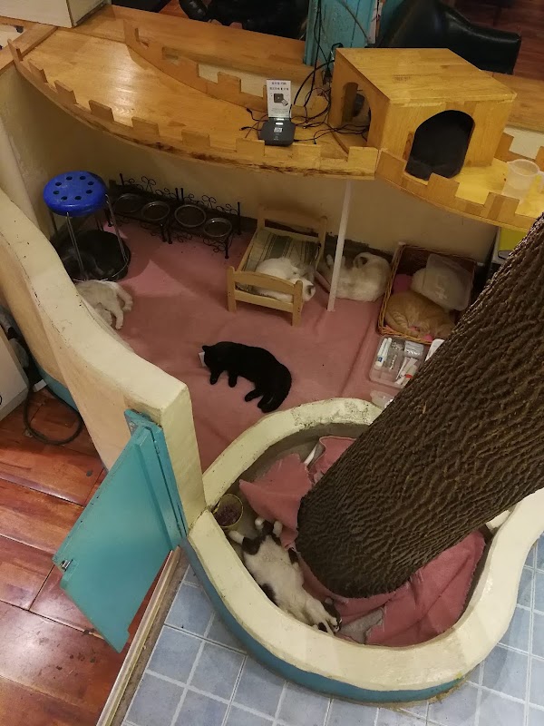 猫小院猫主题咖啡西餐 4