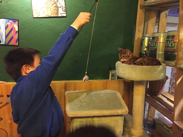 猫小院猫主题咖啡西餐 2