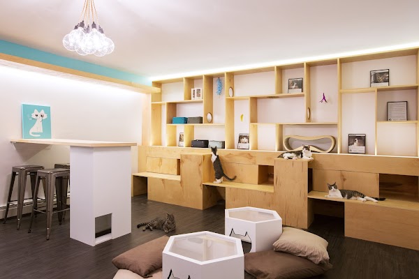Meow Parlour