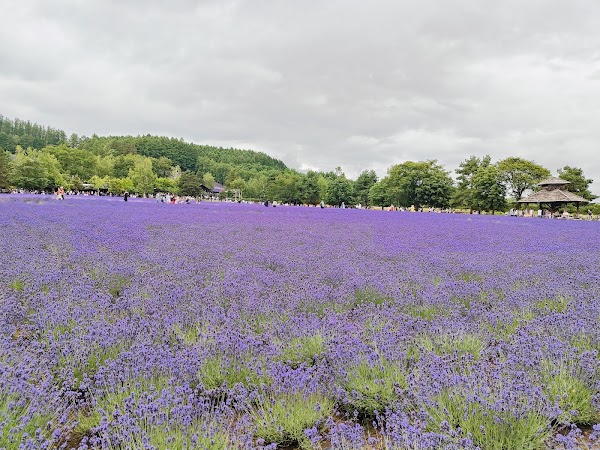 Farm Tomita 1