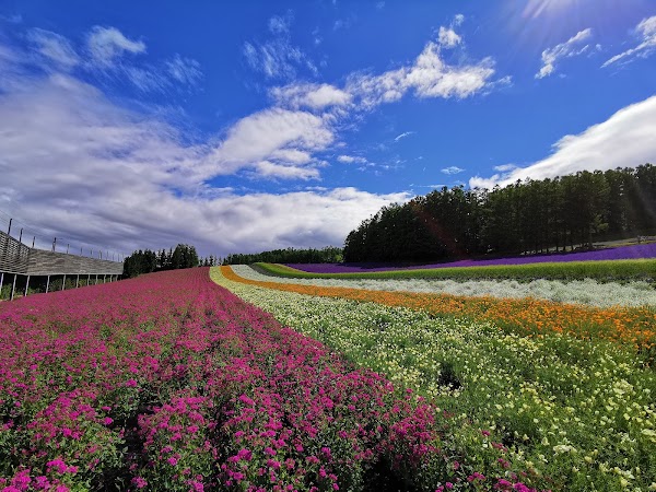 Farm Tomita 5