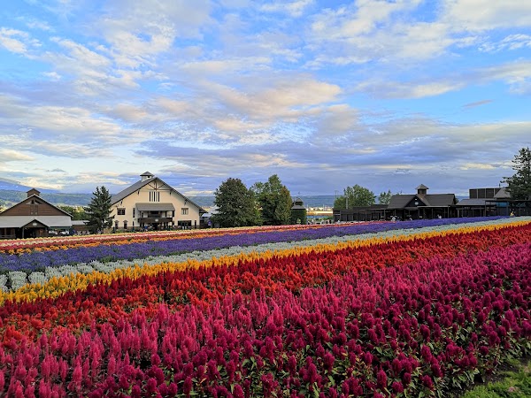 Farm Tomita 2