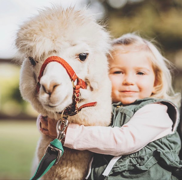 Mountview Alpaca Farm