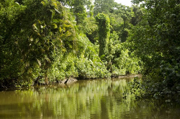 Daintree