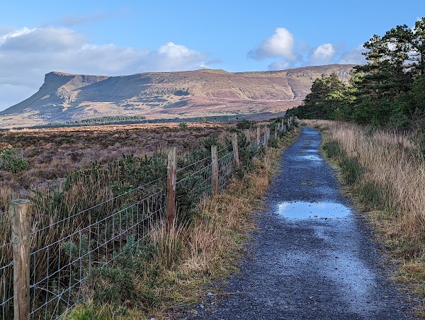 Benbulben Forest Walk 4