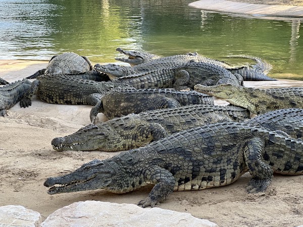 Dubai Crocodile Park 5