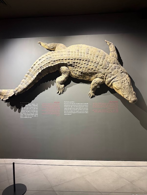 Dubai Crocodile Park 2