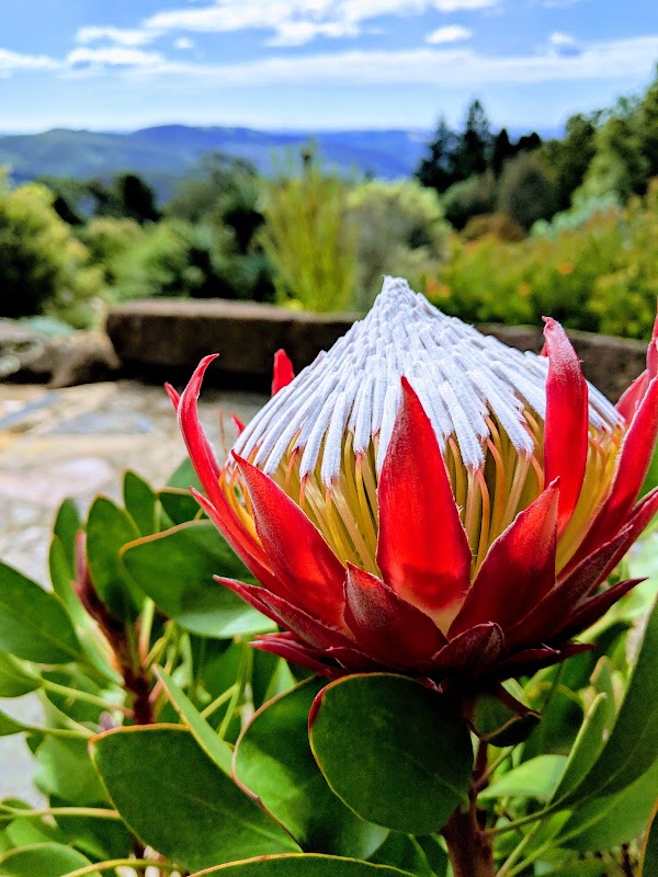 Blue Mountains Botanic Garden Mount Tomah 4