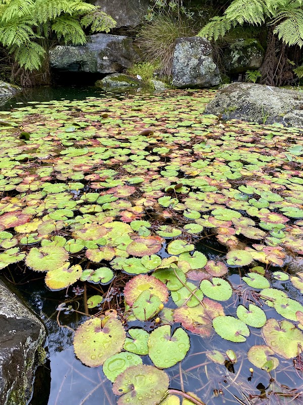 Blue Mountains Botanic Garden Mount Tomah 3
