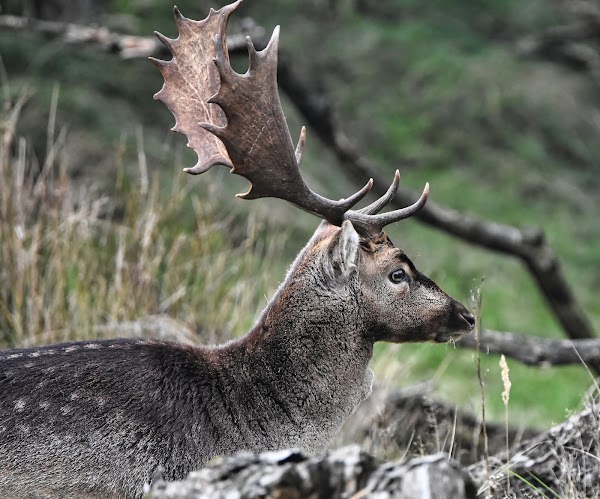 Amsterdamse Waterleidingduinen 4