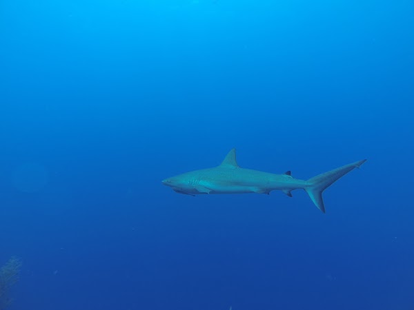 Great Blue Hole 4