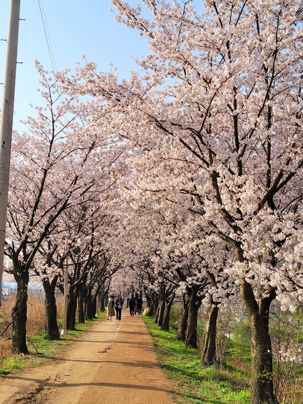 Cherry Blossom 🌸 57