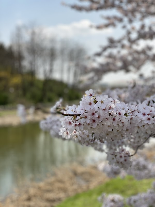 황구지천 벚꽃 축제 5
