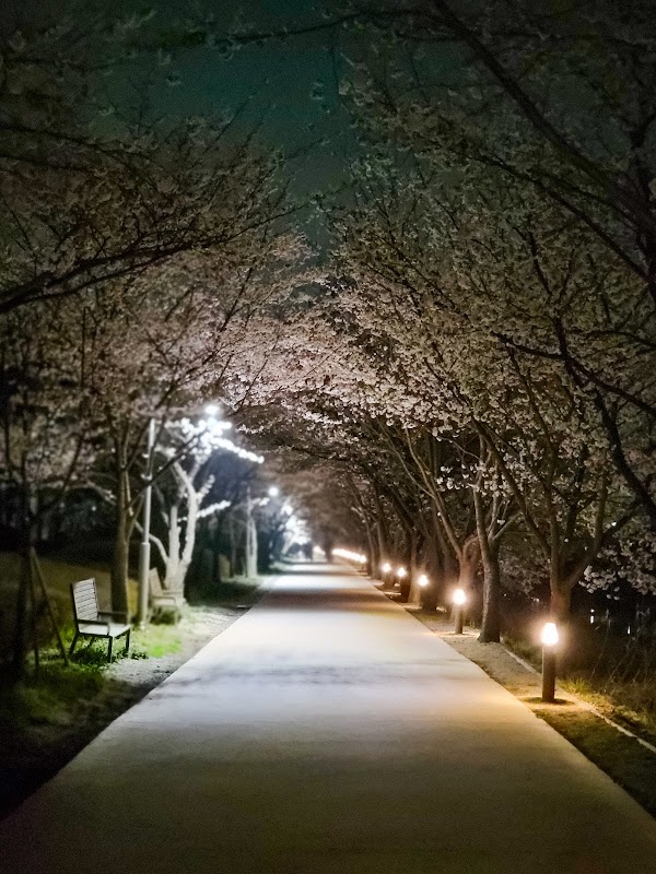 황구지천 벚꽃 축제 4