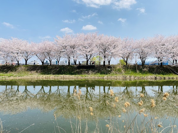 황구지천 벚꽃 축제 3