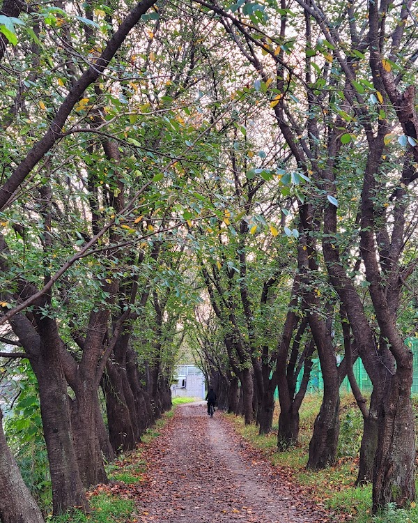 황구지천 벚꽃 축제 2