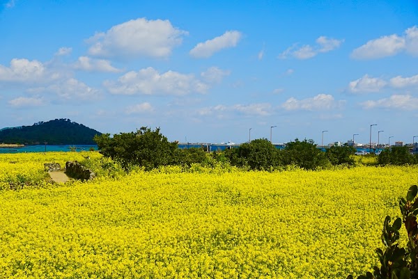 Seongsan Canola Flower Field