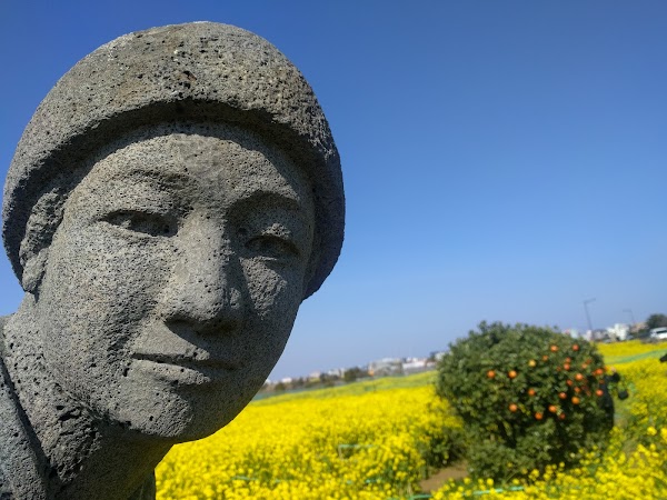 Seongsan Canola Flower Field 5