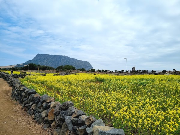 Seongsan Canola Flower Field 4