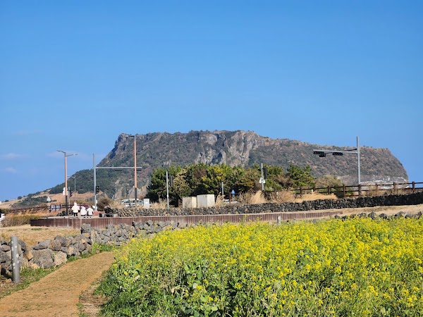 Seongsan Canola Flower Field 3