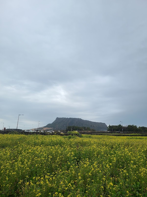 Seongsan Canola Flower Field 2