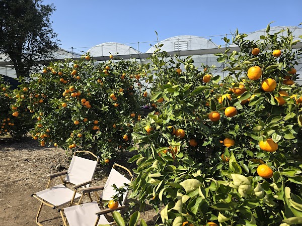 Bong Bong Tangerine Farm 1