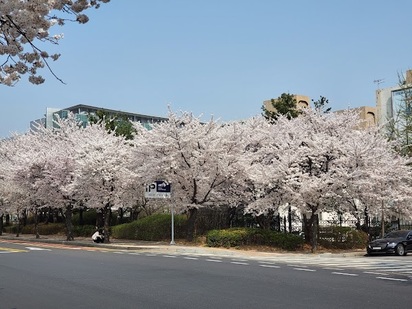 Yeouido Cherry Blossom Festival 1