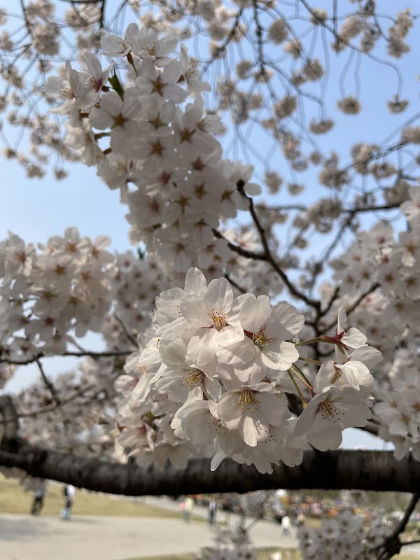 Yeouido Cherry Blossom Festival 5