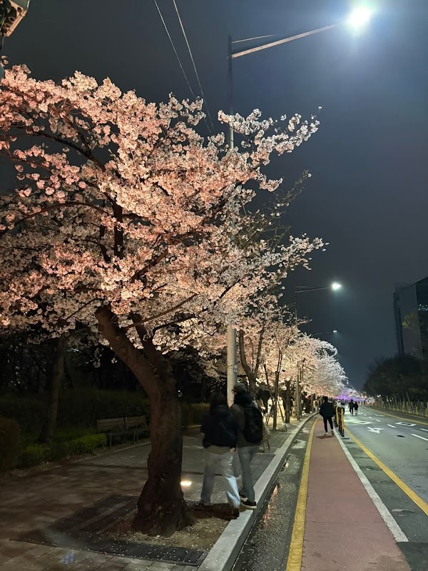 Yeouido Cherry Blossom Festival 4