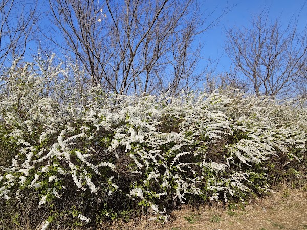 Yeouido Cherry Blossom Festival 3