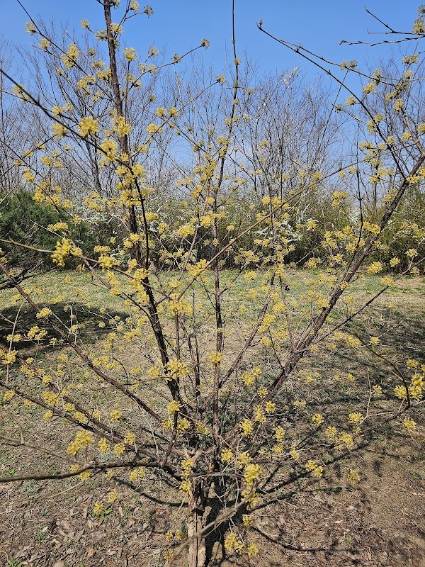 Yeouido Cherry Blossom Festival 2