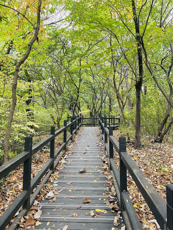 Yeouido Park Natural Eco Forest 1