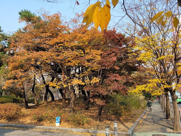 Yeouido Park Natural Eco Forest 3