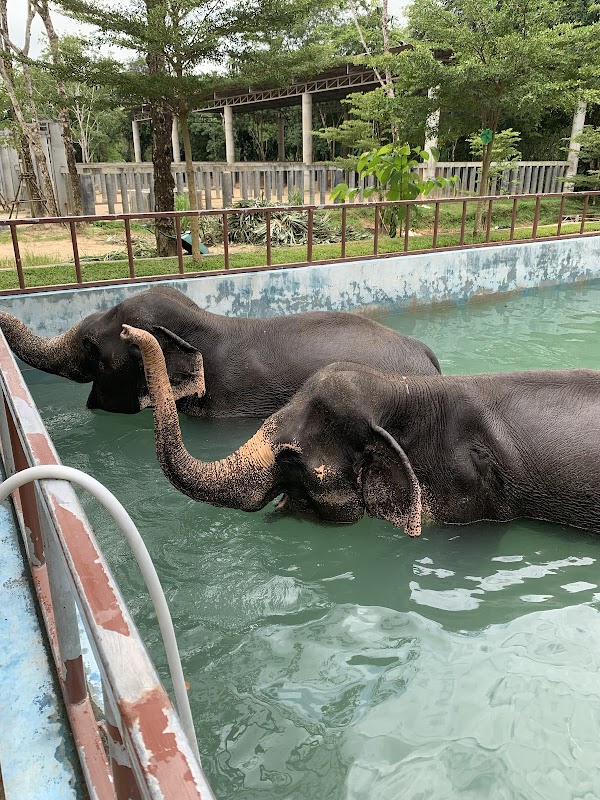 Phuket Elephant Sanctuary 5