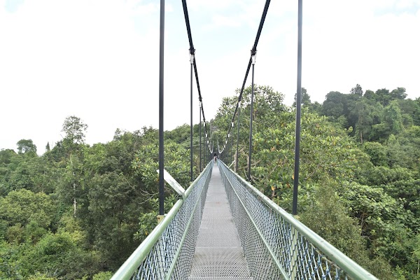 MacRitchie Reservoir Park