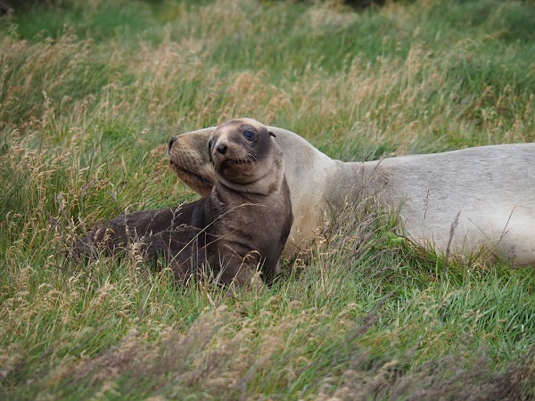 Enderby Island 5