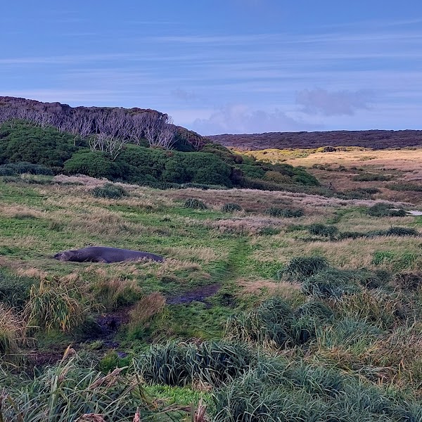 Enderby Island 4