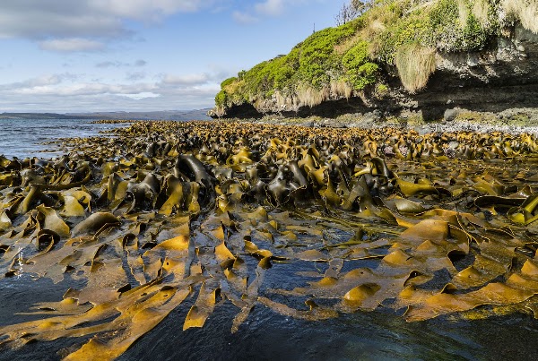 Enderby Island 3